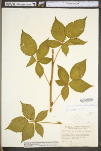 Rubus philadelphicus image