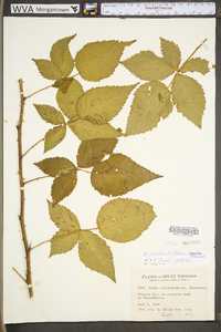 Rubus philadelphicus image