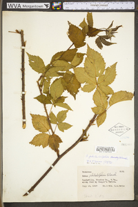 Rubus philadelphicus image