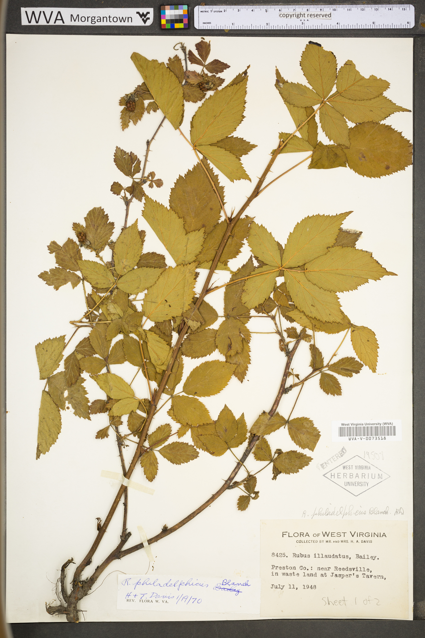 Rubus philadelphicus image
