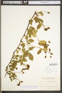 Rubus philadelphicus image