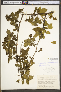 Rubus philadelphicus image