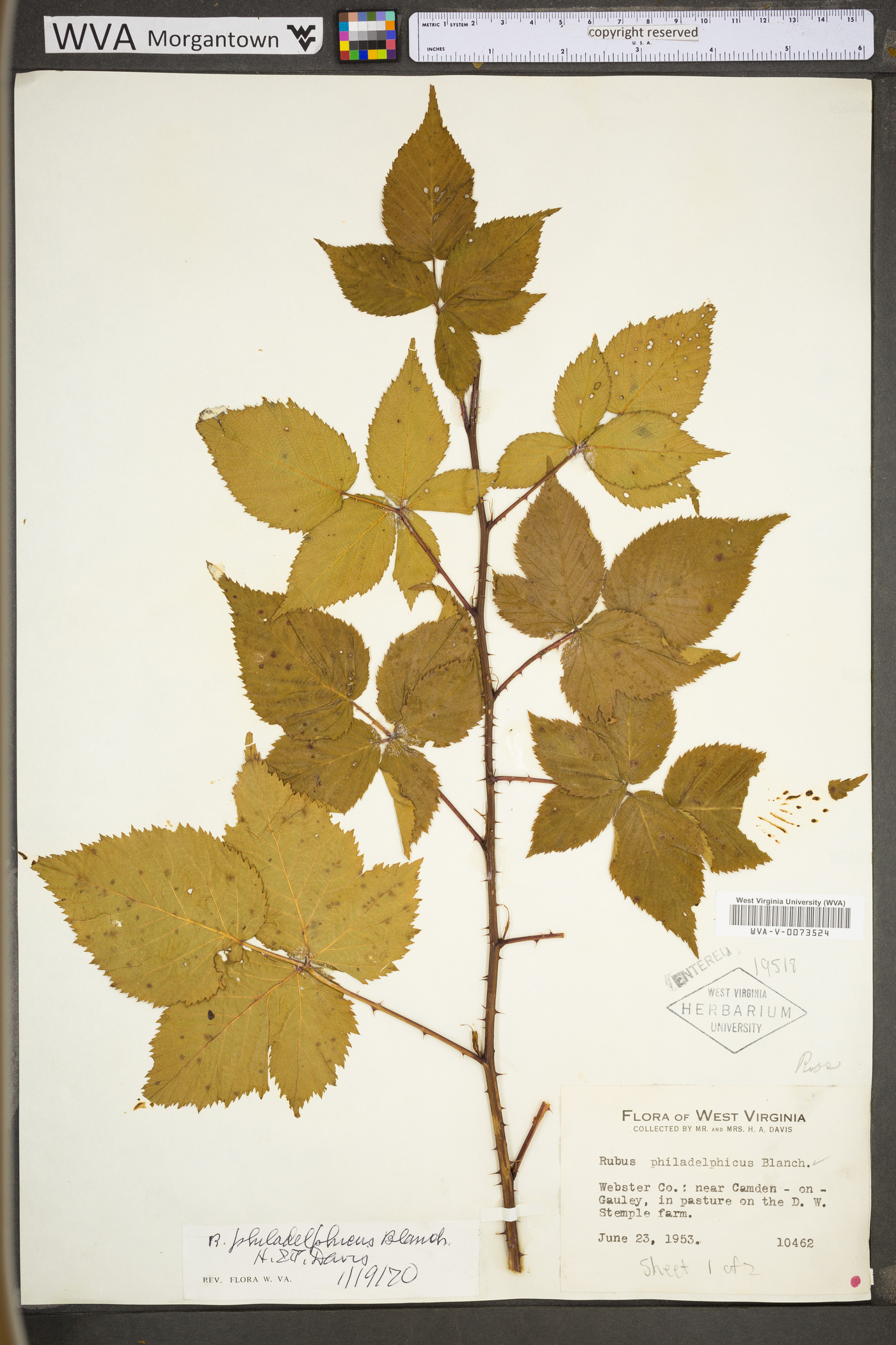 Rubus philadelphicus image