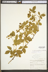 Rubus philadelphicus image