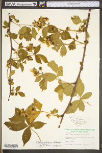 Rubus philadelphicus image