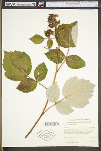 Rubus phoenicolasius image