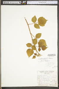 Rubus phoenicolasius image