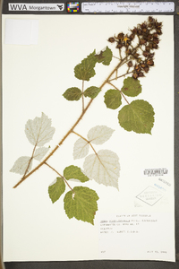 Rubus phoenicolasius image