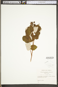 Rubus phoenicolasius image