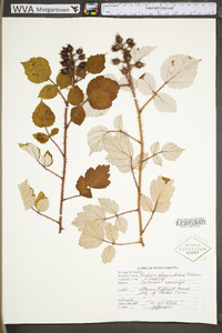 Rubus phoenicolasius image