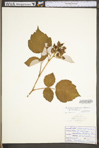 Rubus phoenicolasius image