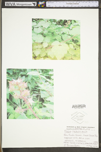 Rubus phoenicolasius image