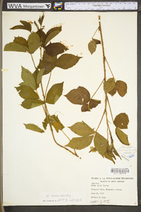 Rubus plicatifolius image