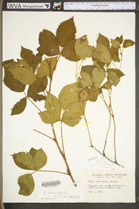 Rubus plicatifolius image