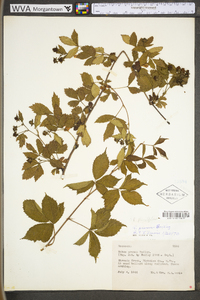 Rubus plicatifolius image