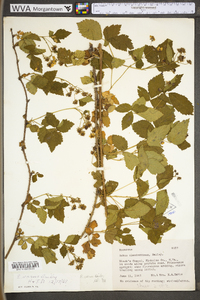 Rubus plicatifolius image