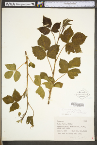 Rubus plicatifolius image