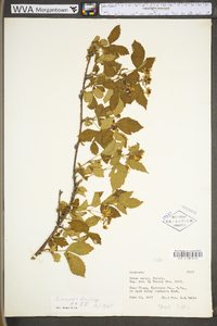 Rubus plicatifolius image