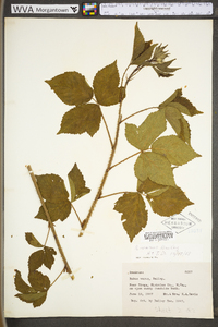 Rubus plicatifolius image