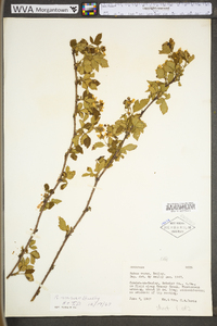 Rubus plicatifolius image