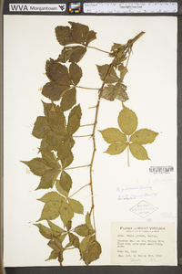 Rubus plicatifolius image