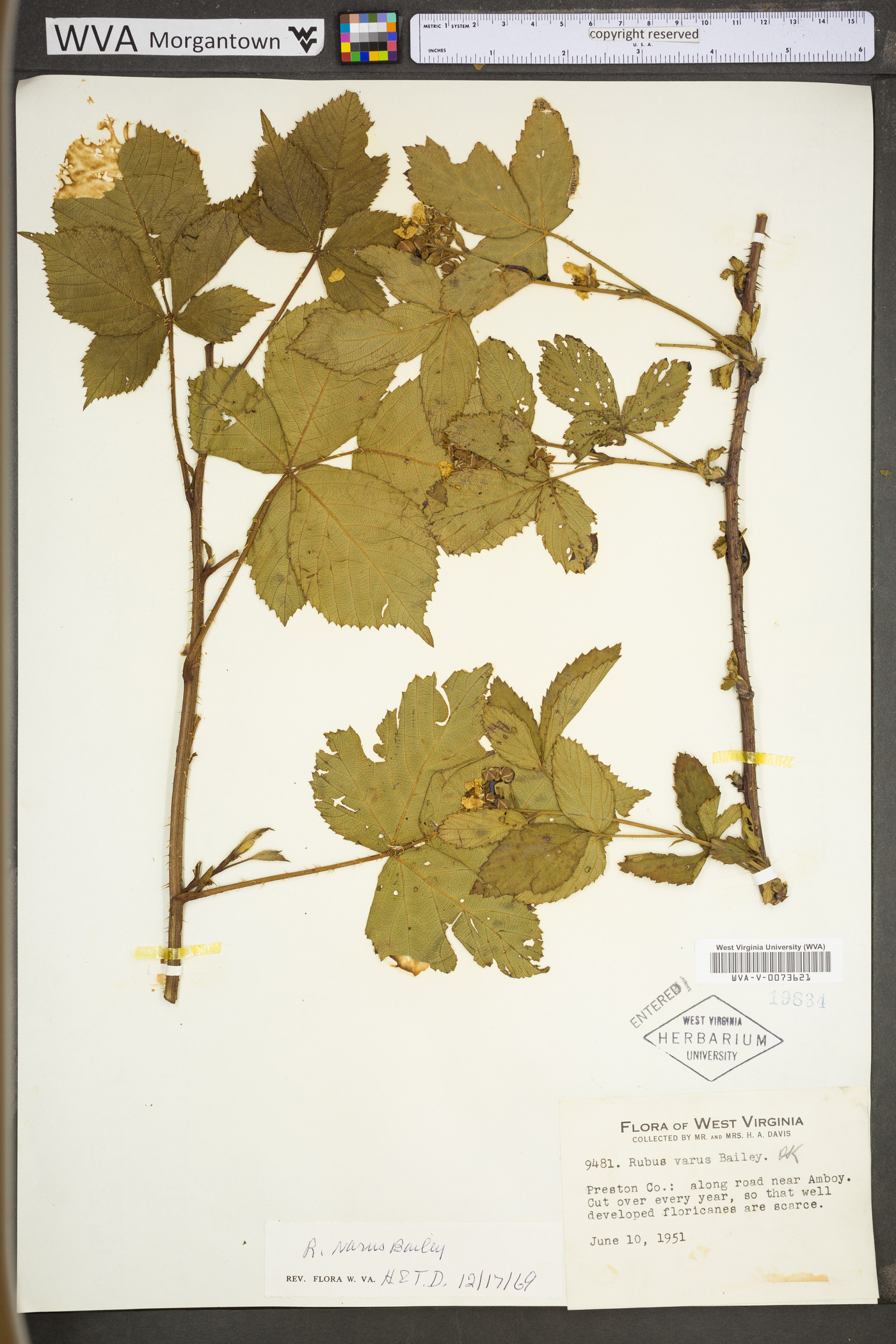 Rubus plicatifolius image