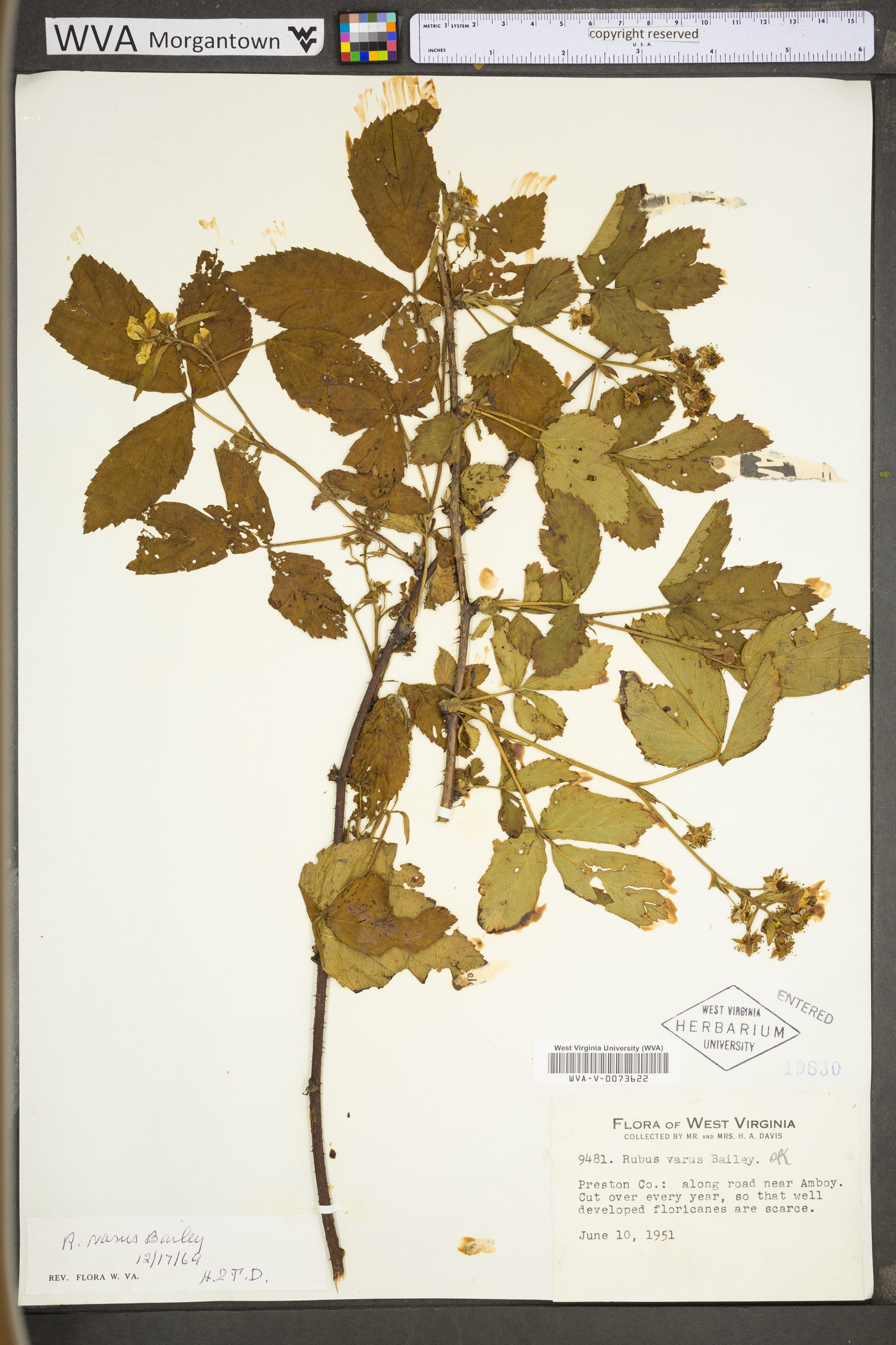 Rubus plicatifolius image