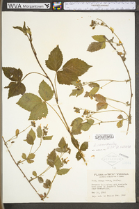 Rubus plicatifolius image