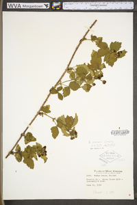 Rubus plicatifolius image