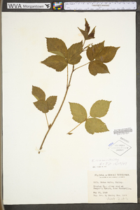 Rubus plicatifolius image