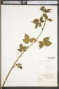 Rubus plicatifolius image