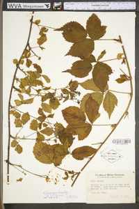 Rubus plicatifolius image