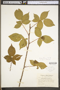 Rubus prestonensis image