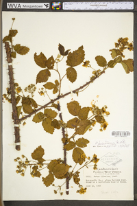 Rubus prestonensis image