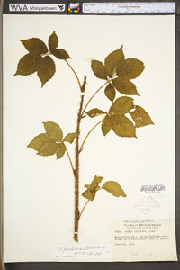 Rubus prestonensis image