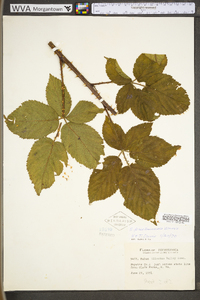 Rubus prestonensis image