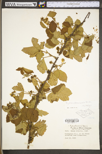 Rubus prestonensis image