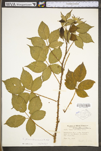 Rubus prestonensis image