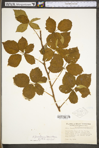 Rubus prestonensis image