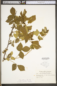 Rubus prestonensis image