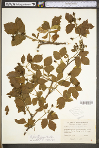 Rubus prestonensis image