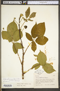 Rubus prestonensis image