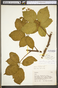 Rubus prestonensis image