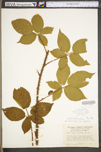 Rubus prestonensis image