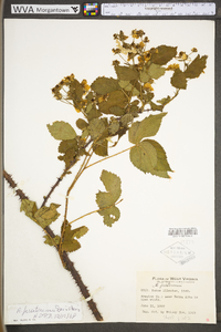 Rubus prestonensis image