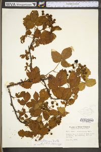 Rubus prestonensis image