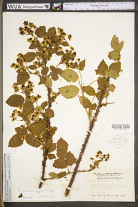 Rubus prestonensis image