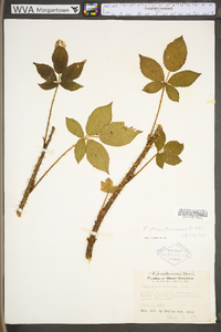 Rubus prestonensis image