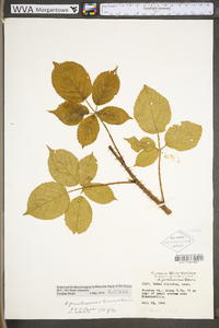 Rubus prestonensis image