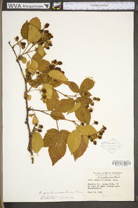 Rubus prestonensis image